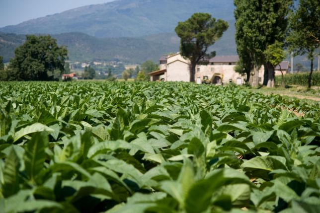 Toscano a fost recunoscută ca „marcă istorică” în Italia