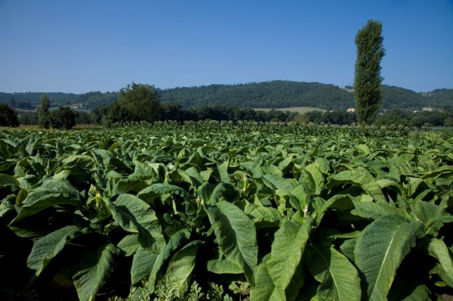 Toscano a fost recunoscută ca „marcă istorică” în Italia