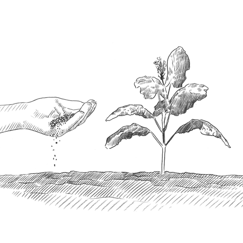 All tobacco starts with a seed